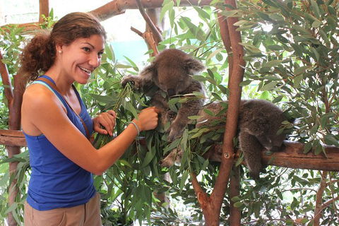 Pinnacles Desert, Koalas And Sandboarding 4WD Day Tour From Perth - Melbourne Tourism 29