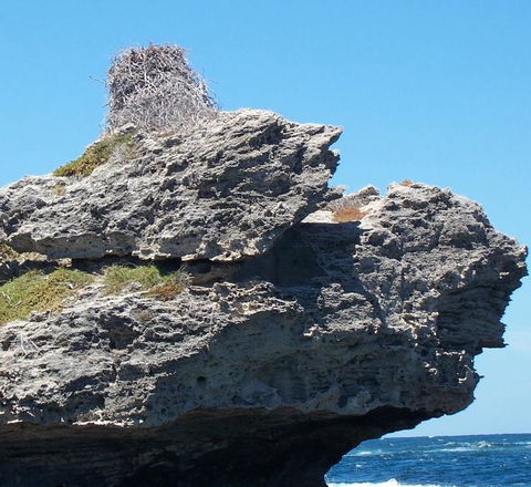 Rottnest Island Tour From Perth Or Fremantle Including Adventure Speed Boat Ride - Melbourne Tourism 7