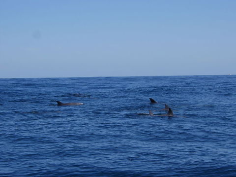 Rottnest Island Tour From Perth Or Fremantle Including Adventure Speed Boat Ride - Melbourne Tourism 6