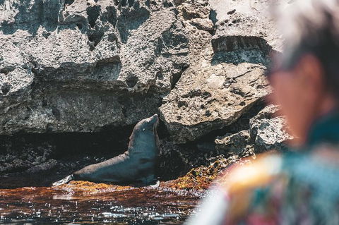 Rottnest Island Tour From Perth Or Fremantle Including Adventure Speed Boat Ride - Melbourne Tourism 14