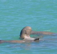 Snubfin Dolphin Eco Cruise from Broome - Melbourne Tourism