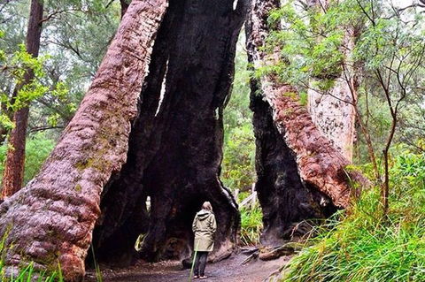 Margaret River Wineries, Caves, Ocean And Karri - Air & Ground Tour - Melbourne Tourism 0