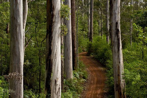 Margaret River Wineries, Caves, Ocean And Karri - Air & Ground Tour - Melbourne Tourism 3