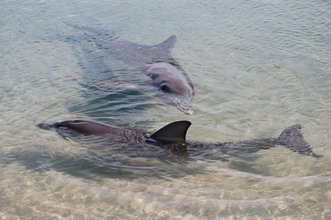 Monkey Mia Dolphins & Shark Bay Air Tour From Perth - Melbourne Tourism 4