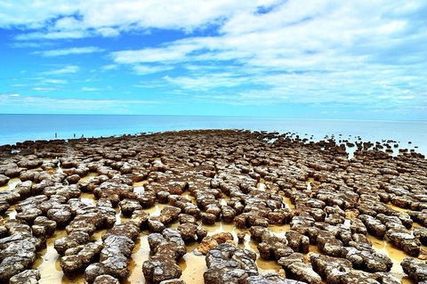 Monkey Mia Dolphins & Shark Bay Air Tour From Perth - Melbourne Tourism 9