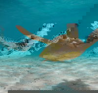 Turtle Eco Adventure Tour in Exmouth - Melbourne Tourism