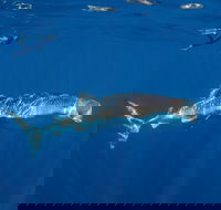 Private Whale Shark or Humpback Whale Swimming Tour - Melbourne Tourism