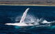 VIP Luxury Chartered Escapes, Exploring The Reef At Your Own Pace - thumb 7