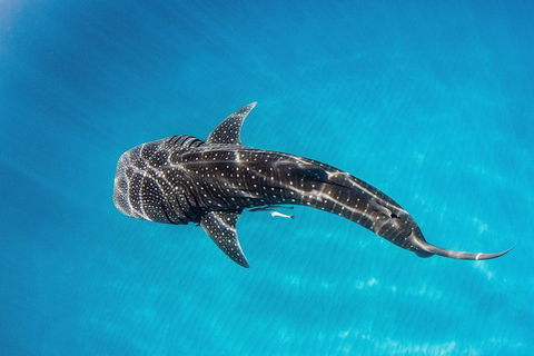 VIP Luxury Chartered Escapes, Exploring The Reef At Your Own Pace - Melbourne Tourism 18