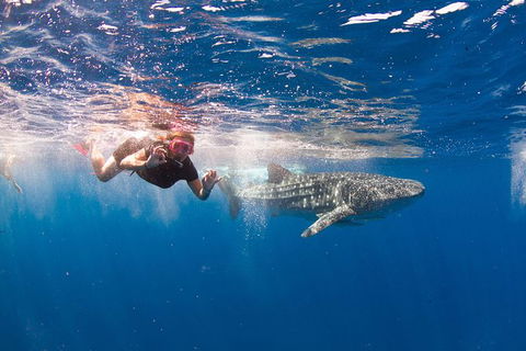 VIP Luxury Chartered Escapes, Exploring The Reef At Your Own Pace - Melbourne Tourism 8