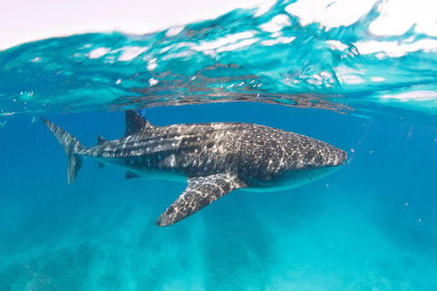 VIP Luxury Chartered Escapes, Exploring The Reef At Your Own Pace - Melbourne Tourism 15