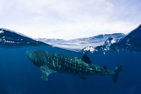 VIP Luxury Chartered Escapes, Exploring The Reef At Your Own Pace - Melbourne Tourism 51