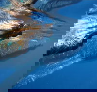 Ningaloo Whale Shark Swim on a Powerboat - Melbourne Tourism