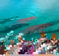 Humpback Whale Sunset Cruise - Melbourne Tourism