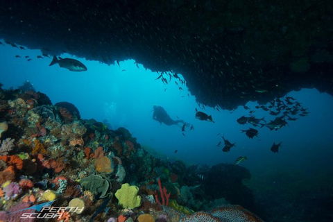 Rottnest Island Scuba Diving From Fremantle - Melbourne Tourism 0