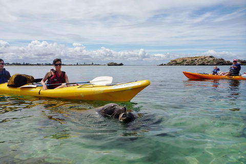 Seal Island And Penguin Island Or Point Peron Sea Kayak Tour - Melbourne Tourism 1