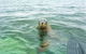 Seal Island And Penguin Island Or Point Peron Sea Kayak Tour - thumb 4
