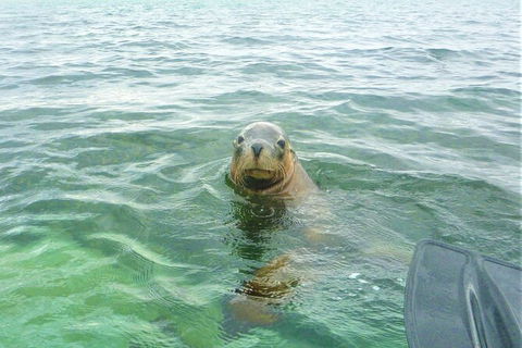 Seal Island And Penguin Island Or Point Peron Sea Kayak Tour - Melbourne Tourism 4