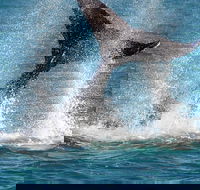 Whale-Watching Cruise and Hillarys Boat Harbour Day Trip from Perth - Melbourne Tourism