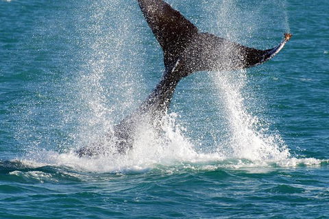 Whale-Watching Cruise And Hillarys Boat Harbour Day Trip From Perth - Melbourne Tourism 0