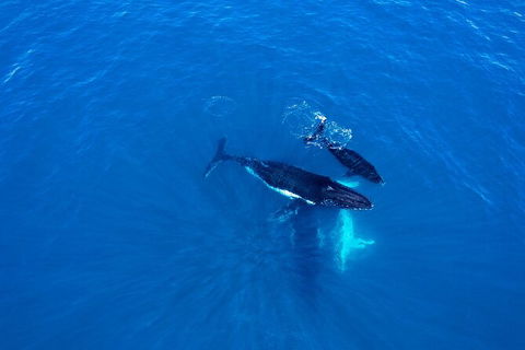 Whale-Watching Cruise And Hillarys Boat Harbour Day Trip From Perth - Melbourne Tourism 8