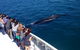 Whale-Watching Cruise And Hillarys Boat Harbour Day Trip From Perth - thumb 5