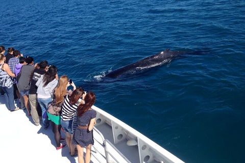 Whale-Watching Cruise And Hillarys Boat Harbour Day Trip From Perth - Melbourne Tourism 5