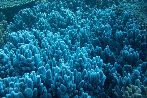 Muiron Island Dive & Snorkel Tour - Melbourne Tourism 3