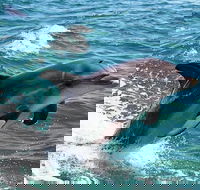 Full-Day Mandurah Dolphins Chocolate  Fremantle Tour - Melbourne Tourism