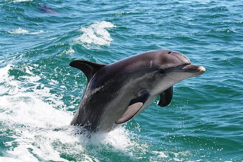 Full-Day Mandurah Dolphins, Chocolate & Fremantle Tour - Melbourne Tourism 0