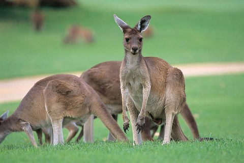 Half-Day Yanchep National Park & Crystal Cave - Melbourne Tourism 0