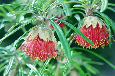 Half-Day Yanchep National Park & Crystal Cave - Melbourne Tourism 4