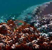 Ningaloo Reef or Muiron Islands Snorkeling and Wildlife Adventure - Melbourne Tourism