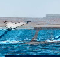 Ningaloo Reef Eco Tours - Melbourne Tourism