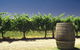 Swan Valley Private Tour - thumb 6