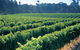 Swan Valley Private Tour - thumb 9