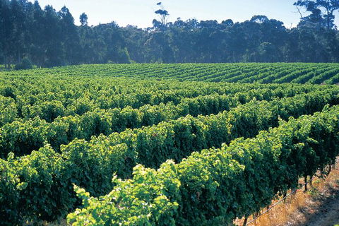 Swan Valley Private Tour - Melbourne Tourism 9