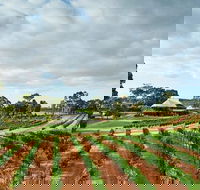Vasse Felix Winery Tour and Tasting - Melbourne Tourism