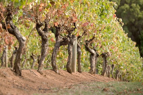 Vasse Felix Winery Tour And Tasting - Melbourne Tourism 3
