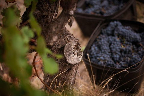 Vasse Felix Winery Tour And Tasting - Melbourne Tourism 4