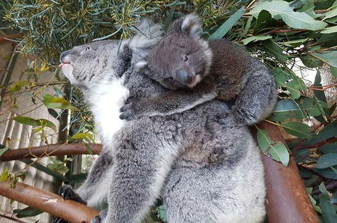 Penguin Island And Caversham Wildlife Park Day Trip From Perth - Melbourne Tourism 1