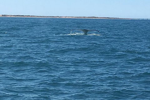 Scuba Dive Ningaloo Reef - Melbourne Tourism 5