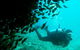 Scuba Dive Ningaloo Reef - thumb 2