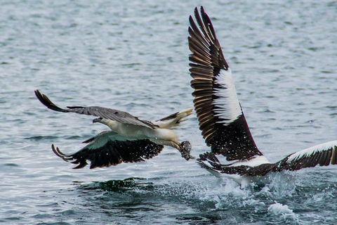 Albany Wildlife And Scenic Cruise - Melbourne Tourism 4