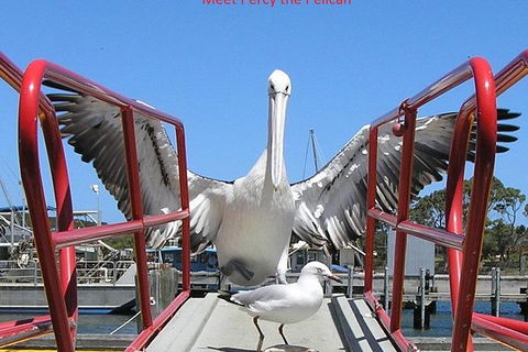Kalgan Queen Scenic Cruises A Four Hour Sheltered Water Wildlife Tour Daily Fun. - Melbourne Tourism 1