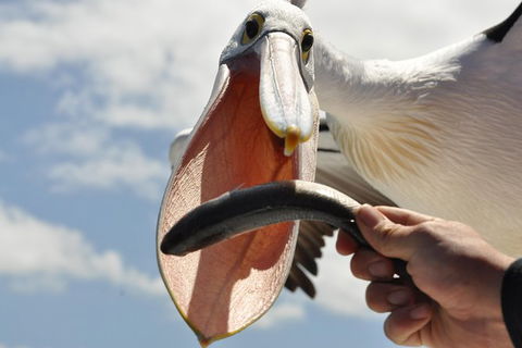 Kalgan Queen Scenic Cruises A Four Hour Sheltered Water Wildlife Tour Daily Fun. - Melbourne Tourism 5