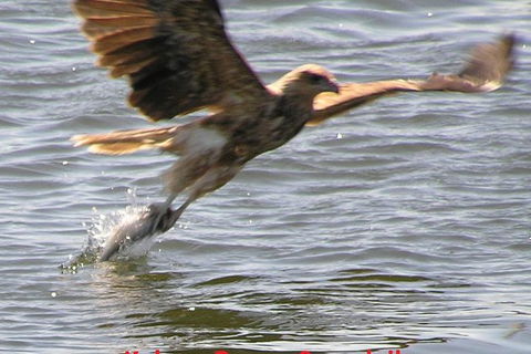 Kalgan Queen Scenic Cruises A Four Hour Sheltered Water Wildlife Tour Daily Fun. - Melbourne Tourism 6
