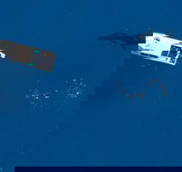 Humpback Whale Swim Ningaloo Reef - Melbourne Tourism