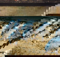 Half Day Phillip Island Penguin Parade PLUS Tour - Melbourne Tourism