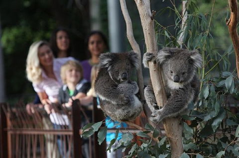 Australian Wildlife Tour At Melbourne Zoo - Melbourne Tourism 0